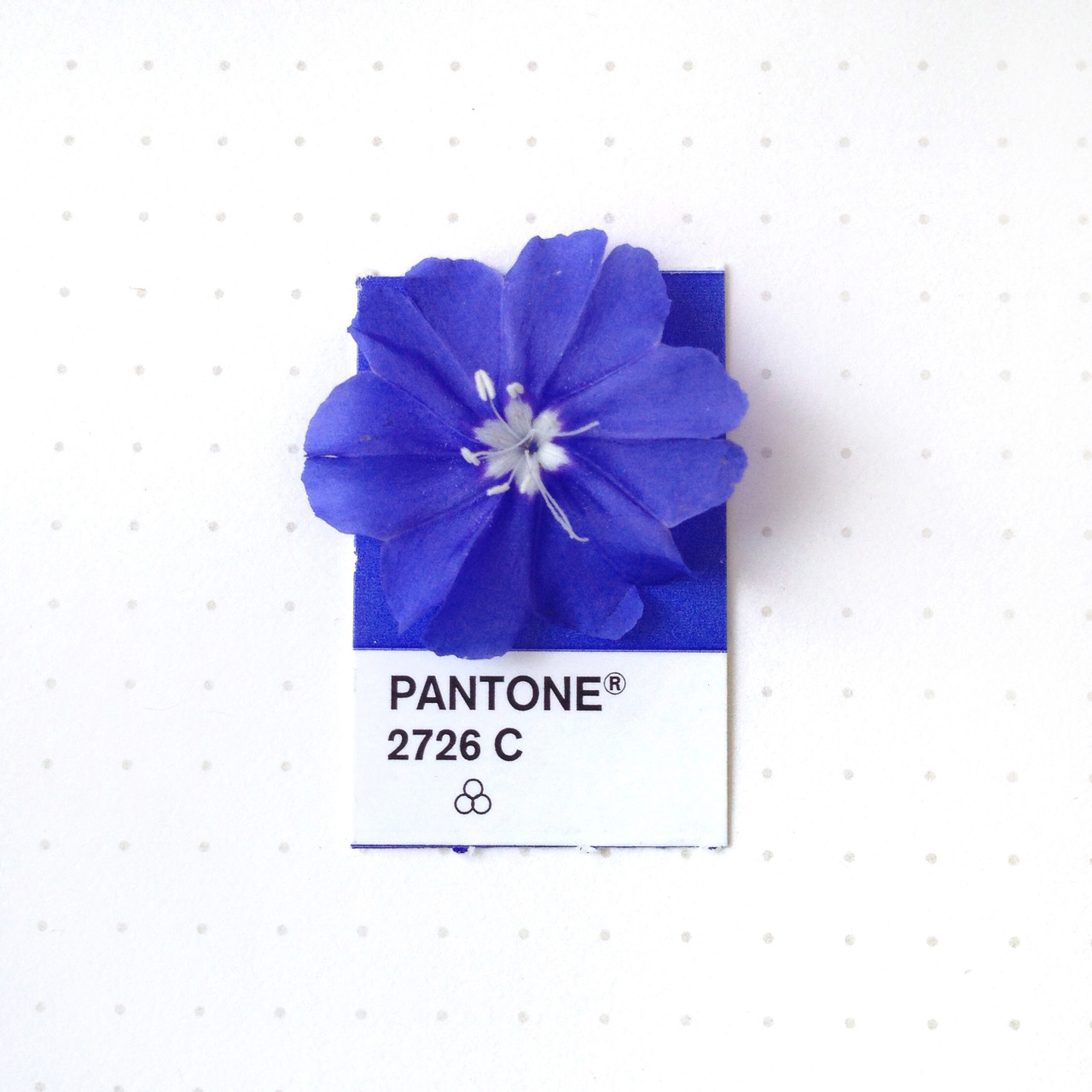 tiny-pms-blue-flower