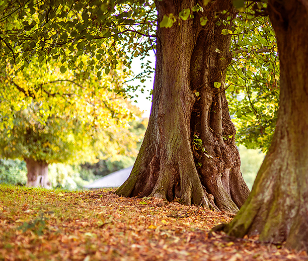 trees-unsplash-natalie-thornley-148086